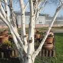 Betula utilis et muscari